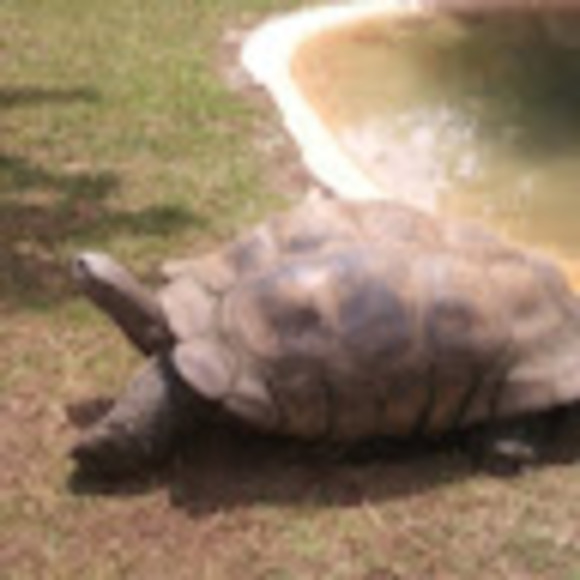 puglucasaa2